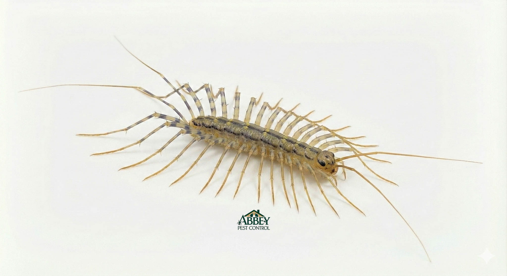 A centipede.