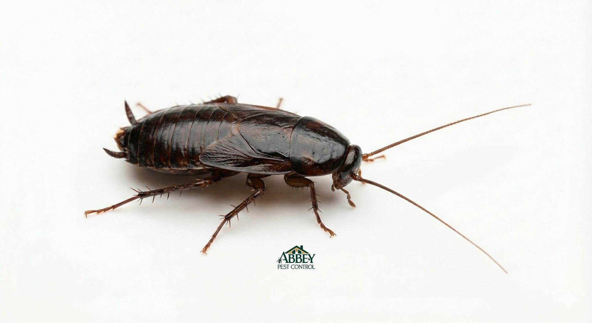 An oriental cockroach.